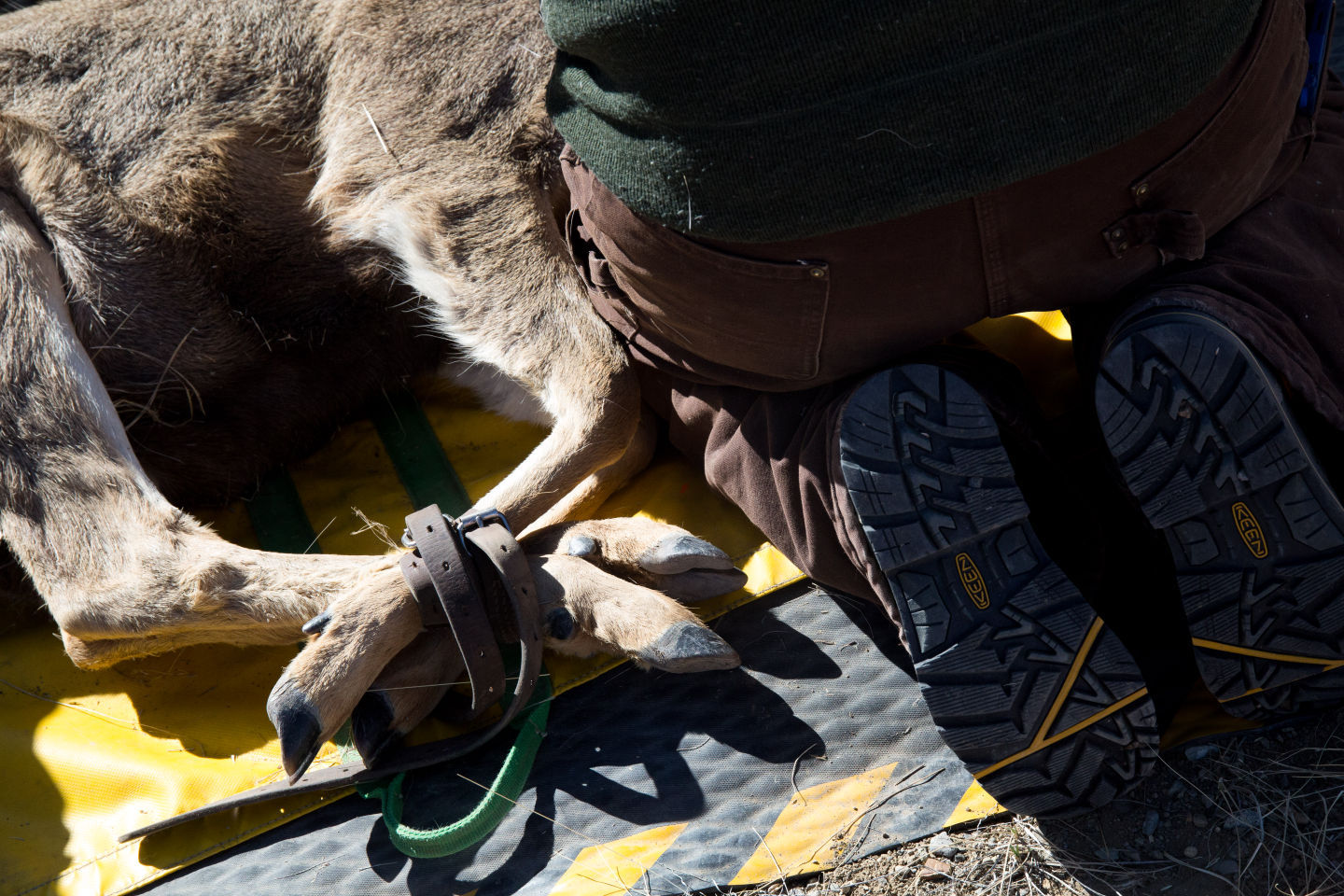 Deer Collaring Study